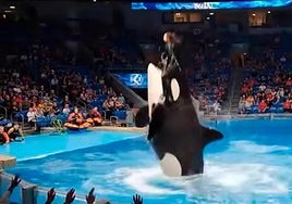 ¿Usted también vio el ataque de una orca a su entrenadora? Es falso