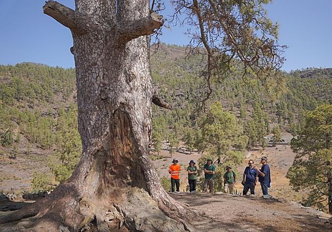 El plan de recuperación del Pino de Casandra intenta garantizar su supervivencia.
