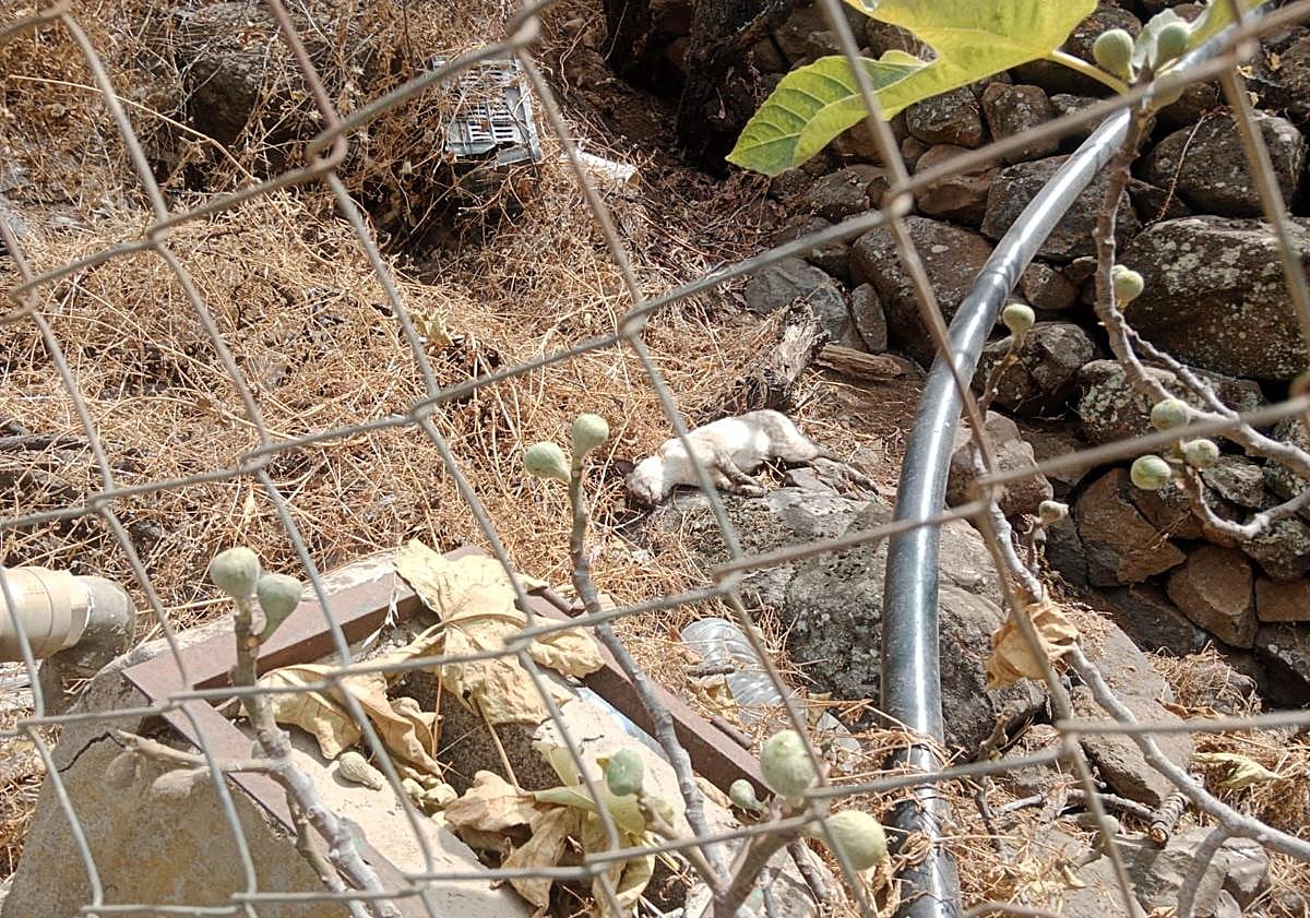 Imagen principal - Hallan varios gatos muertos en la Era de Mota con síntomas de un posible envenenamiento