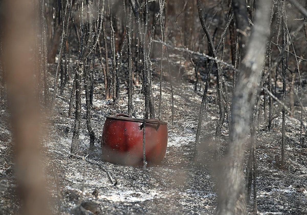 Incendios y cambio climático