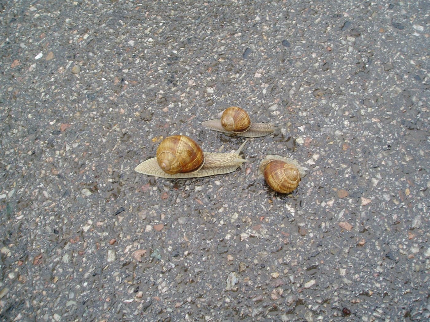 'Voces de mala reputación' o socialmente malsonantes