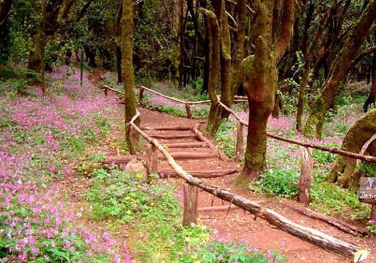 Sendero en La Gomera.