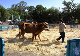 Uno de los ejemplares que se presentaron a la feria este domingo.