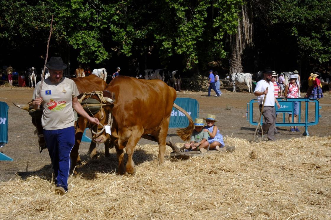 Más de 300 animales y cientos de visitantes celebran el mundo ganadero en Teror