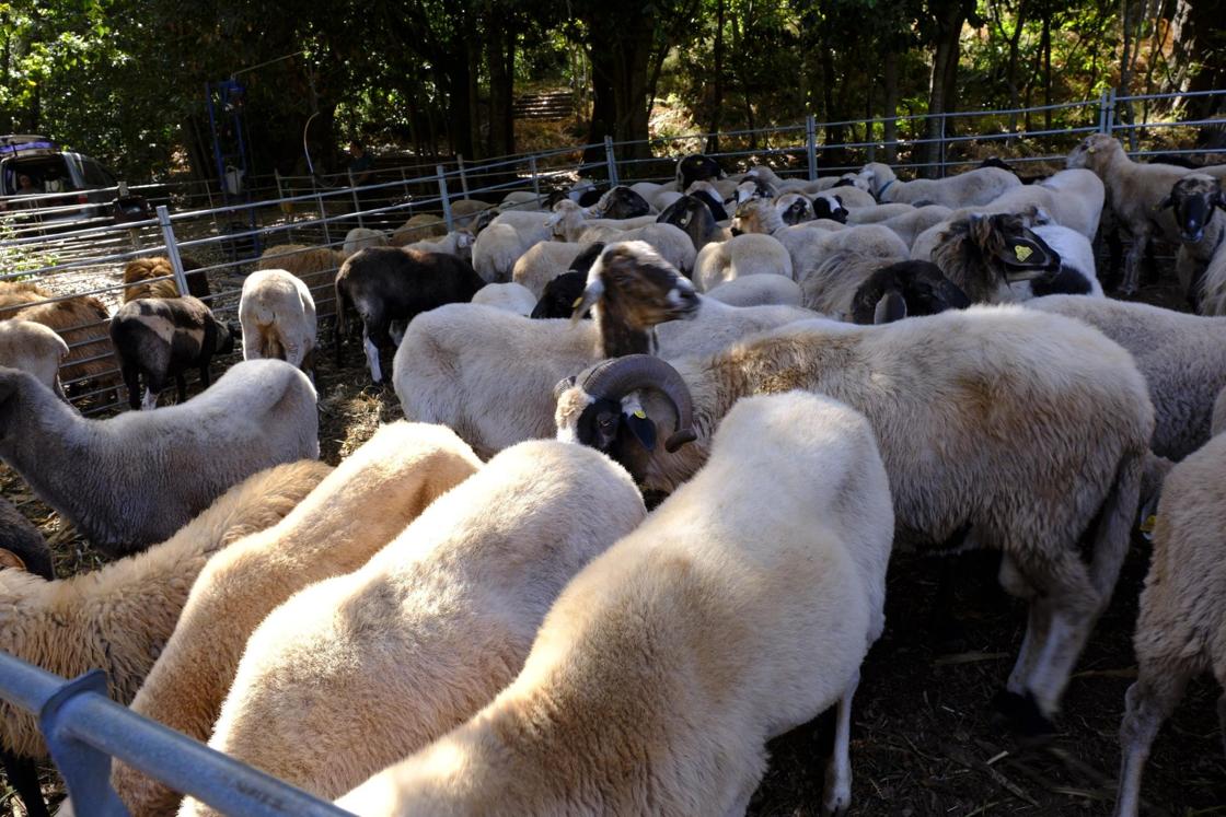 Más de 300 animales y cientos de visitantes celebran el mundo ganadero en Teror