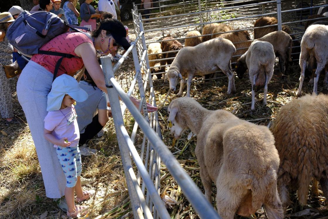 Más de 300 animales y cientos de visitantes celebran el mundo ganadero en Teror