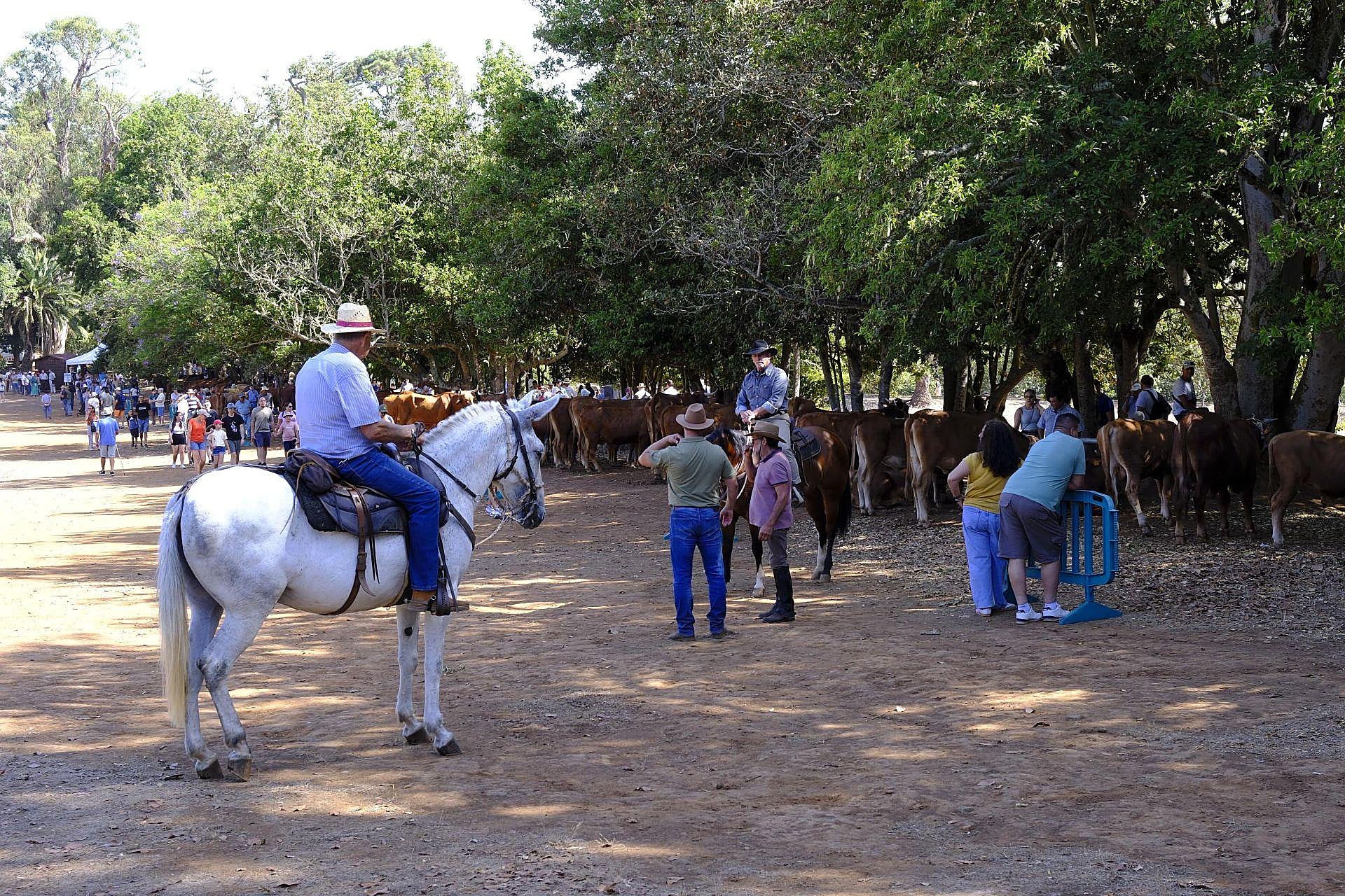 Más de 300 animales y cientos de visitantes celebran el mundo ganadero en Teror