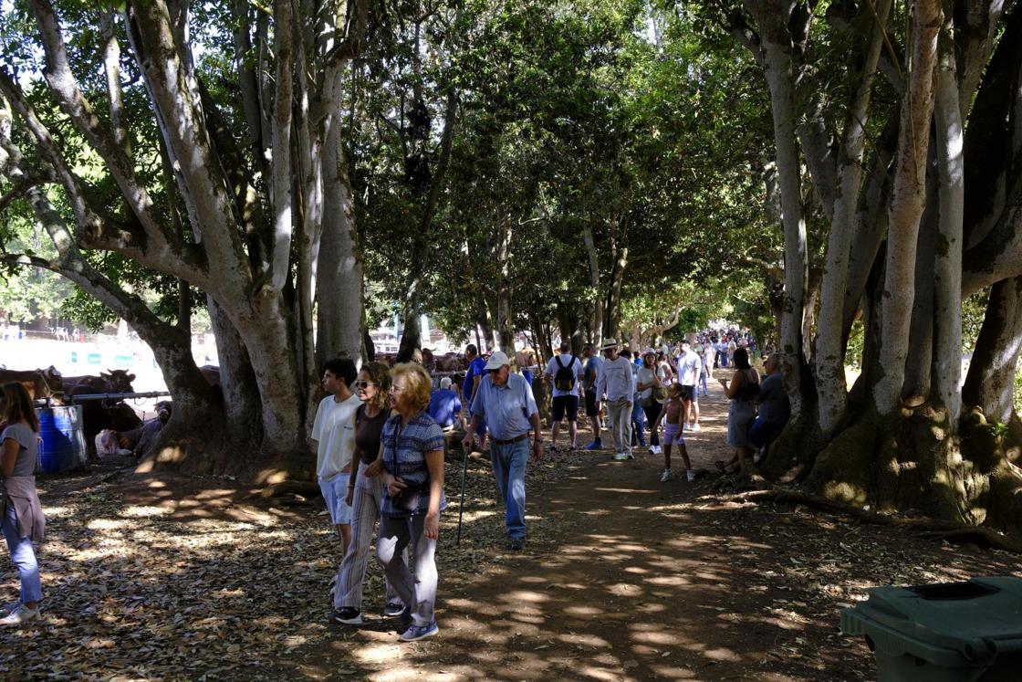 Más de 300 animales y cientos de visitantes celebran el mundo ganadero en Teror