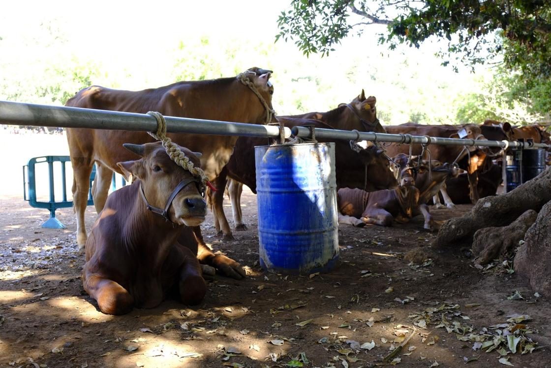 Más de 300 animales y cientos de visitantes celebran el mundo ganadero en Teror