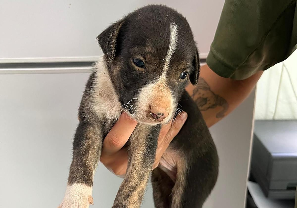 Uno de los cachorros rescatados este martes en el barranco de Silva.