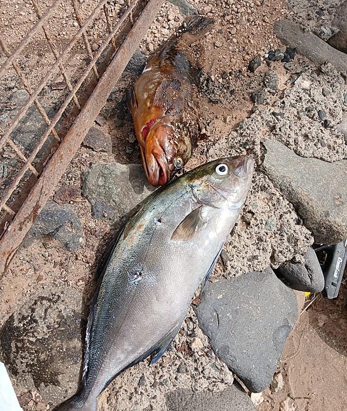 Imagen secundaria 2 - La Policía de Telde denuncia a cuatro personas por pesca ilegal con fusil