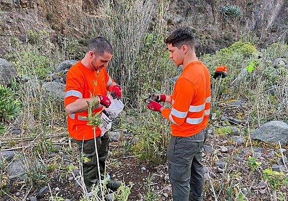 Dos operarios del dispositivo de control de la serpiente real capturando un ejemplar.