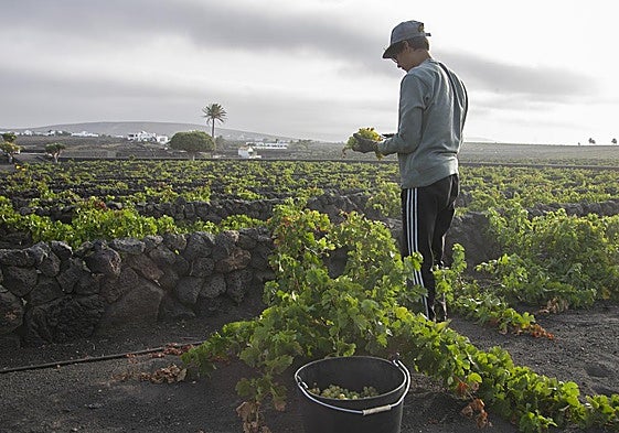 Recogida de fruta en una finca de La Geria, a finales del pasado mes de agosto.