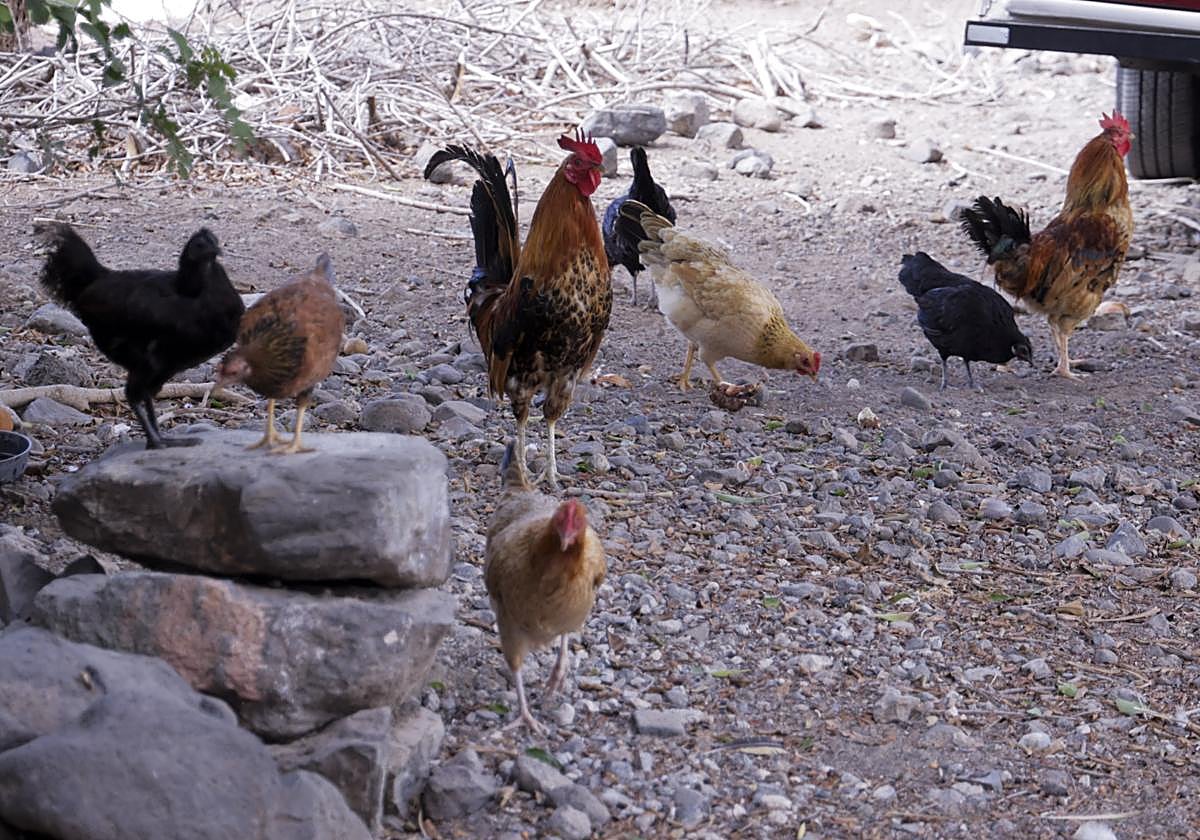 El Salto del Negro, invadido por una plaga de gallos.