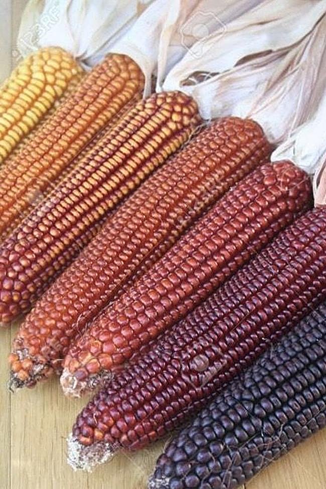 Diferentes «piñas» de millo