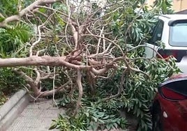 Piletas pide dimisiones tras la caída de otro árbol