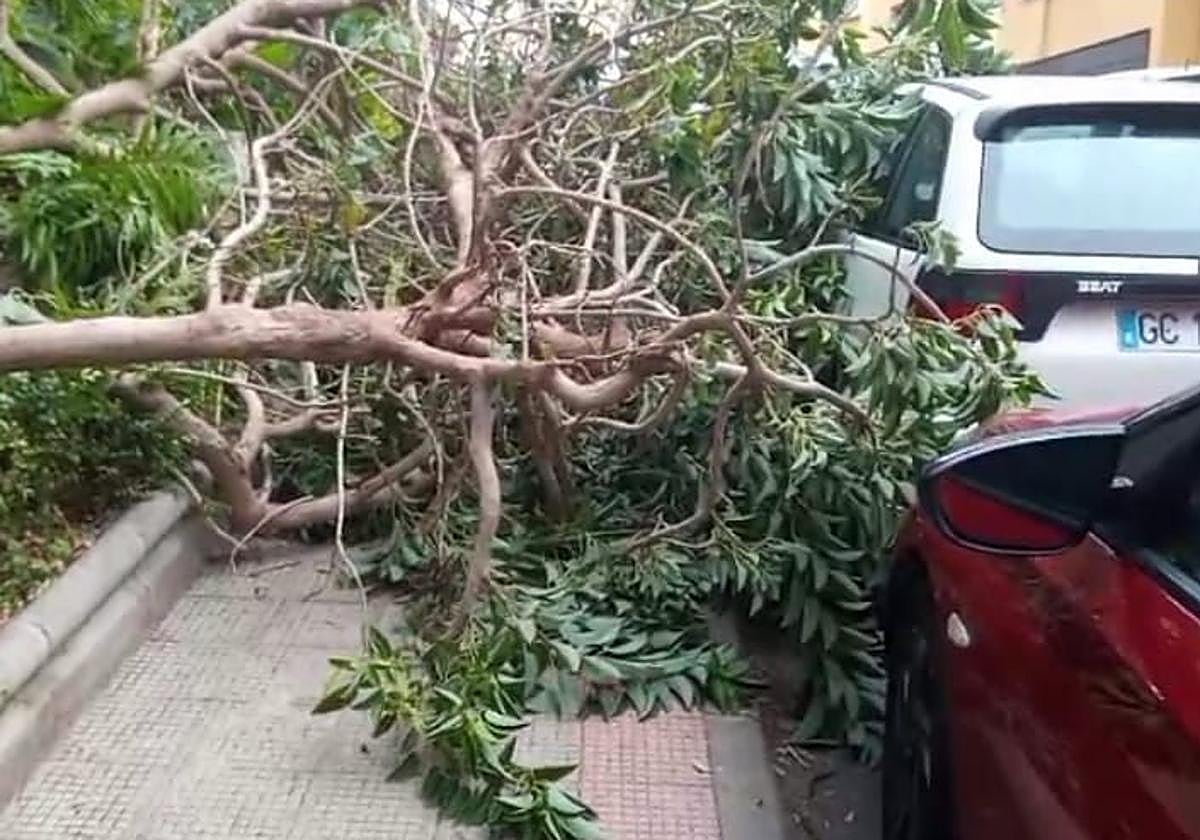 Imagen del árbol caído, facilitada por los vecinos de Piletas.