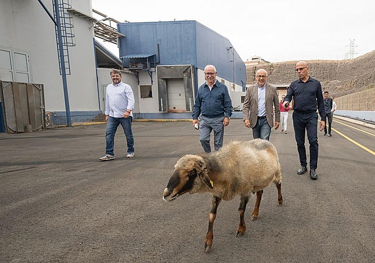 Carmelo, el carnero mascota y guía en el Matadero insular, acompañó a la comitiva de cargos públicos en su visita a las instalaciones de esta infraestructura, en la zona de Cuesta Ramón.