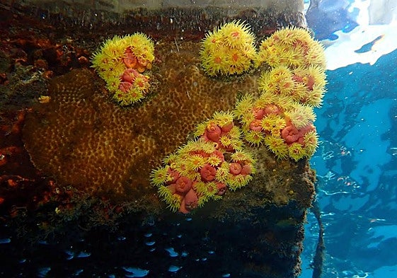 Ejemplares del coral naranja Tubastraea coccinea, procedente del Pacífico.