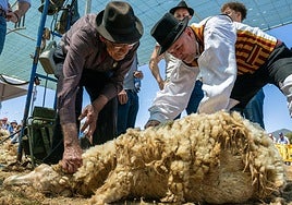 Fiesta de la Lana de Gáldar 2025, celebrada el Caideros.