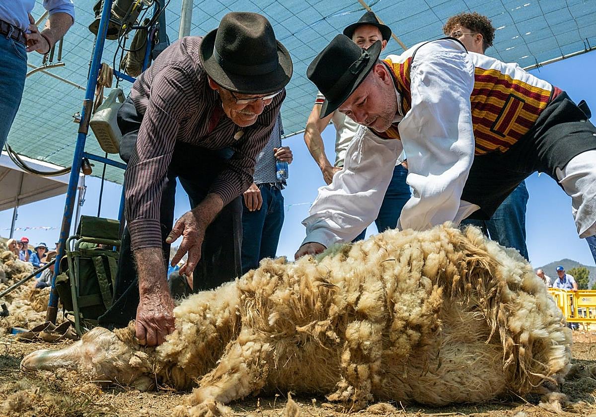 Fiesta de la Lana de Gáldar 2025, celebrada el Caideros.