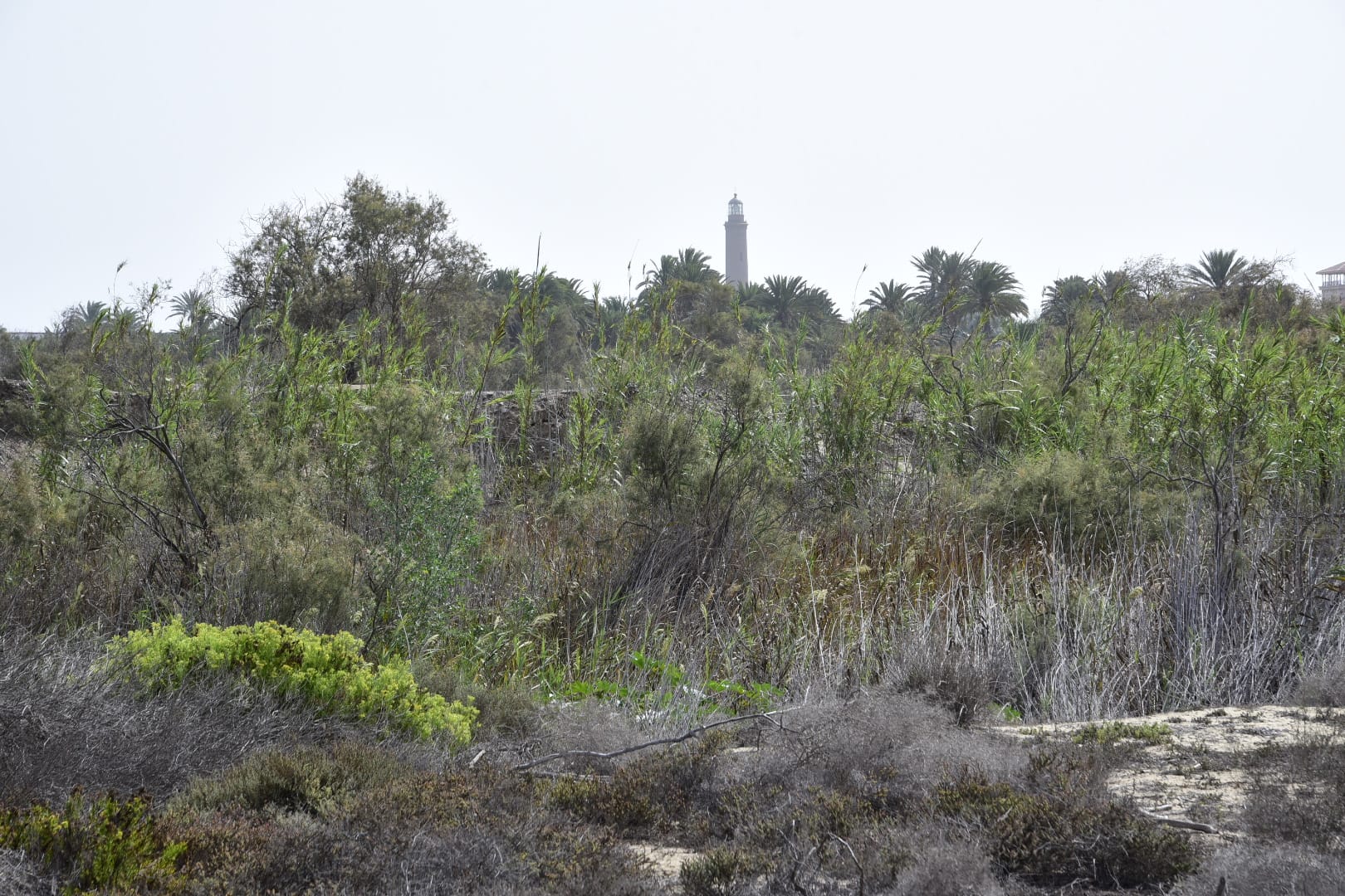 Despliegue de seguridad para proteger las dunas de Maspalomas
