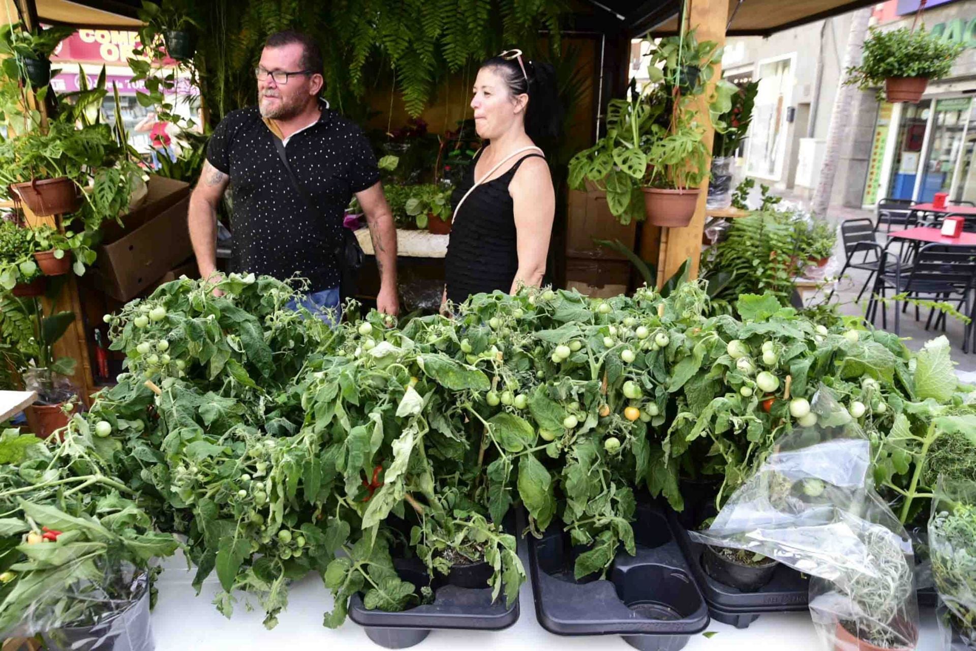 Calor y mucho sabor en la feria del tomate en Santa Lucía en Tirajana