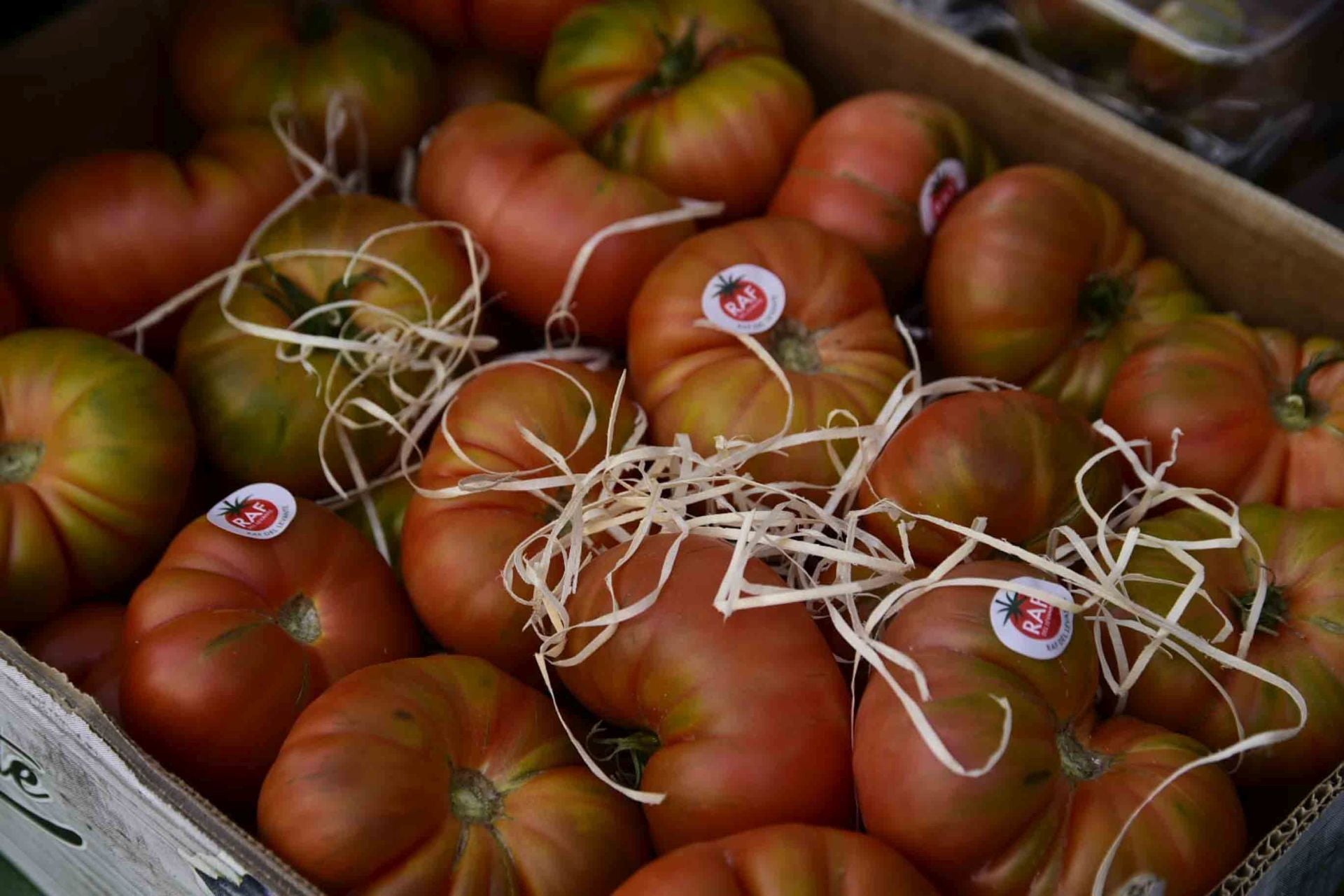 Calor y mucho sabor en la feria del tomate en Santa Lucía en Tirajana