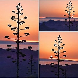 Piteras, pitas, pitones, piteros