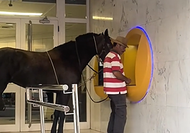 Un hombre, acompañado de una yegua, acude a un cajero en San Mateo.