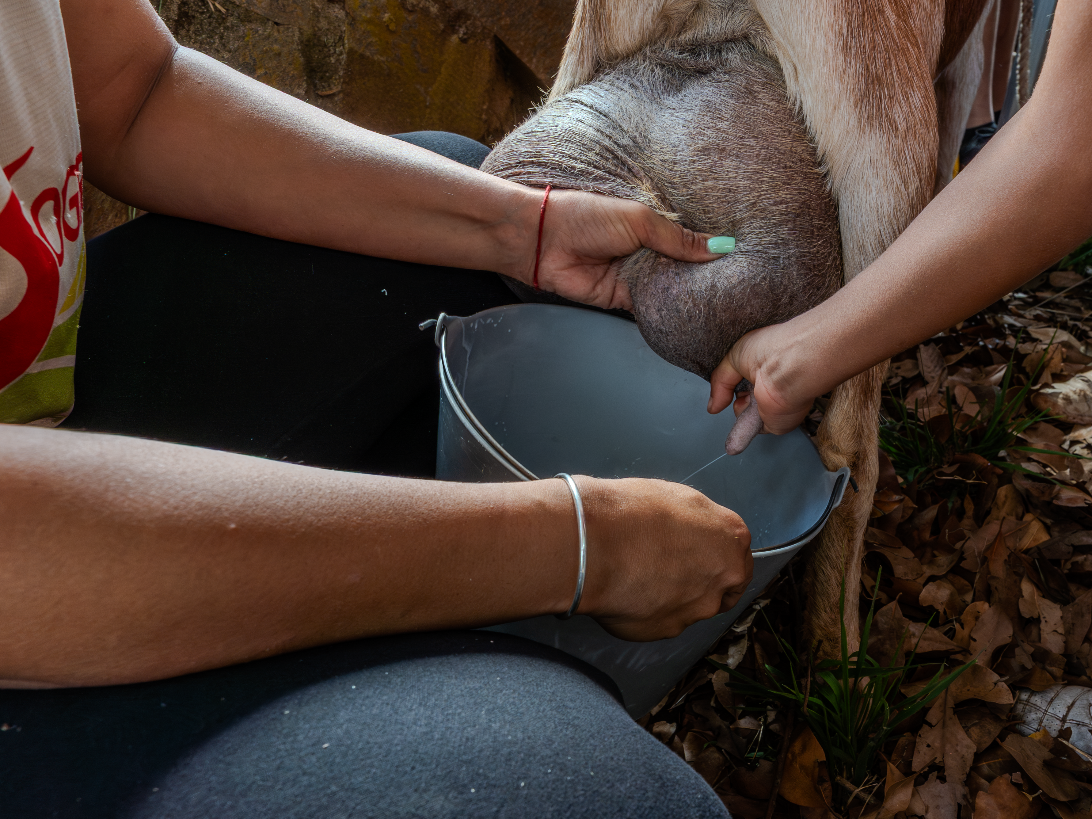 Valleseco se convierte en epicentro del mundo rural con una feria multitudinaria