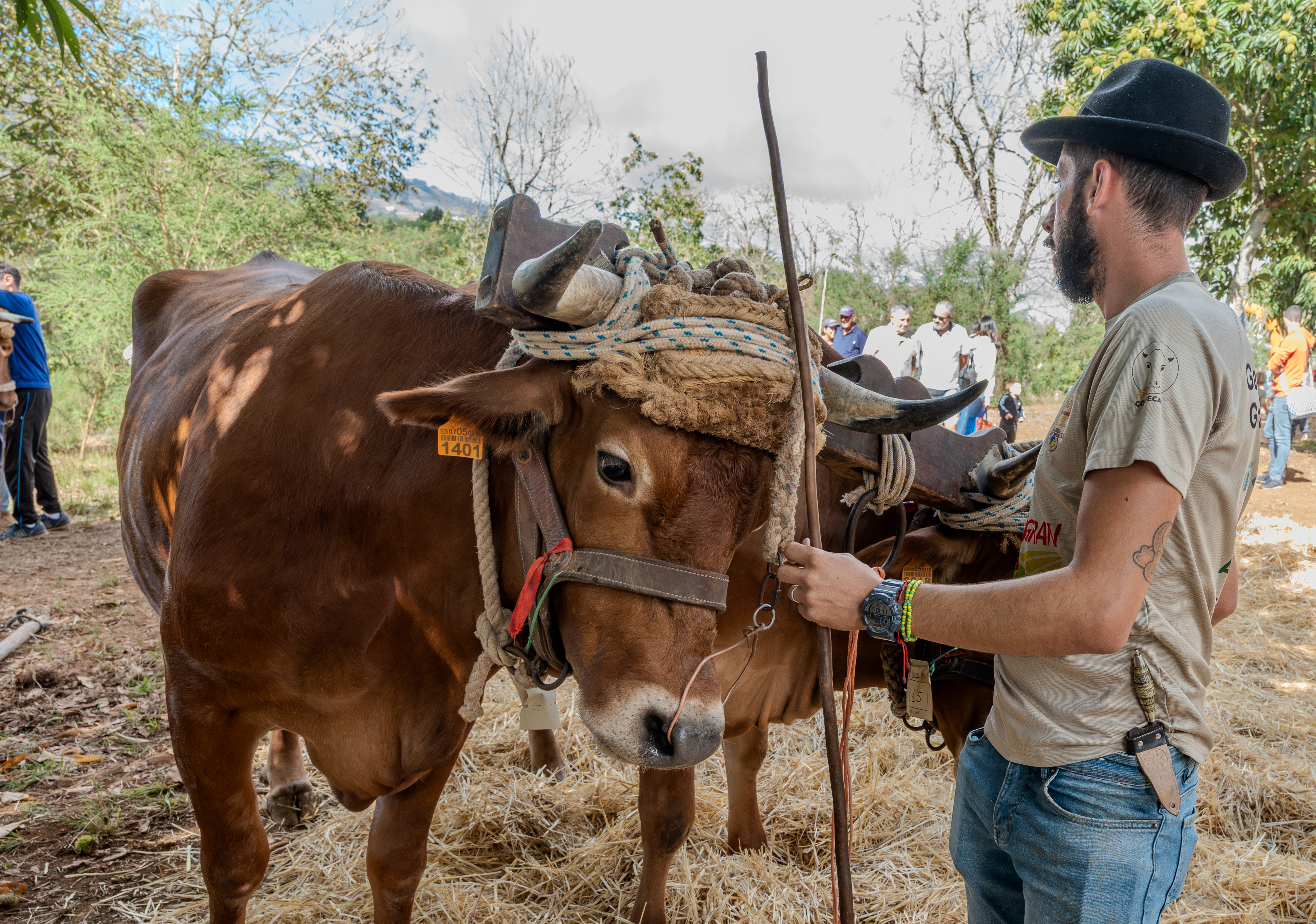 Valleseco se convierte en epicentro del mundo rural con una feria multitudinaria