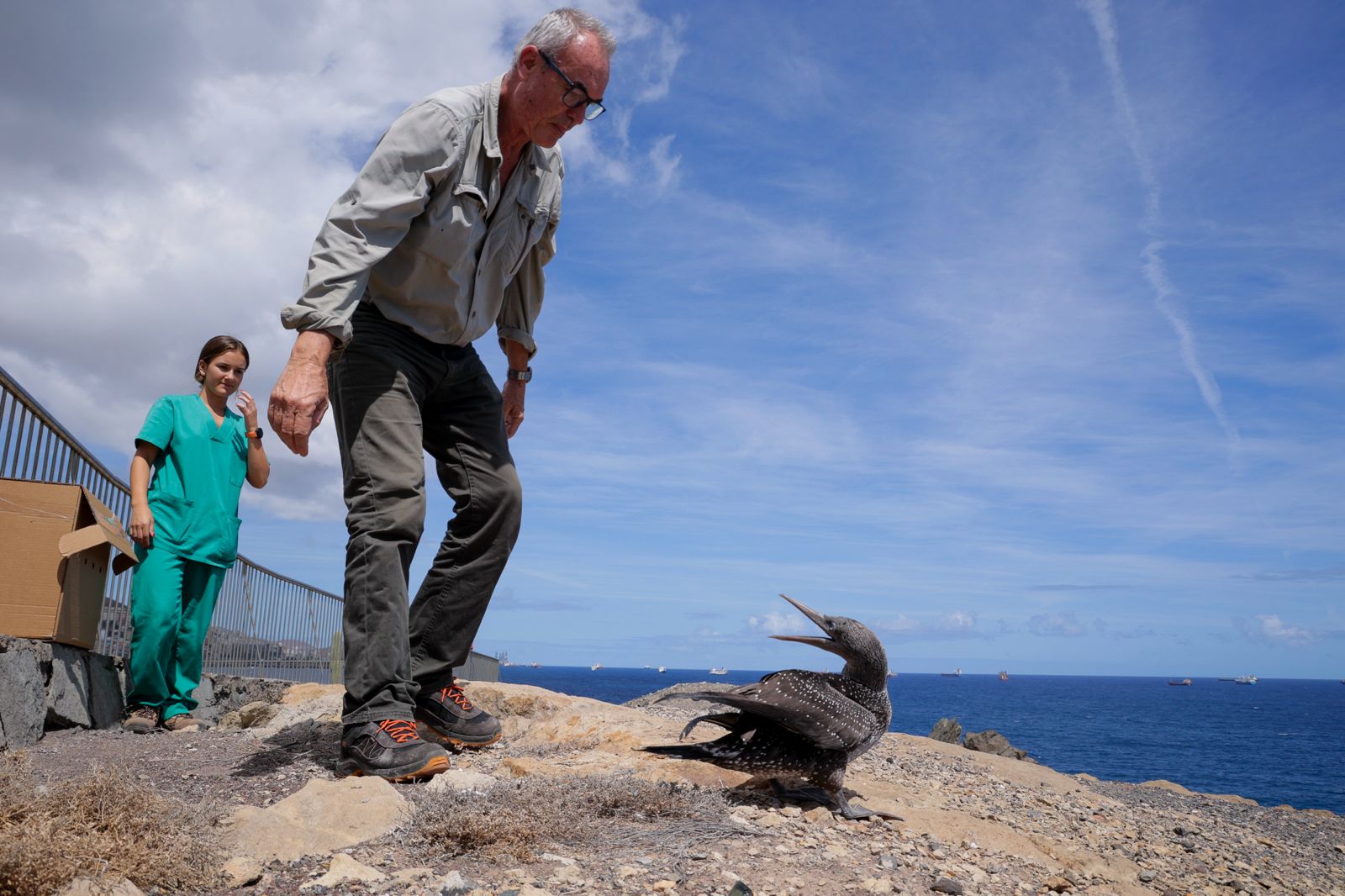 El alcatraz que resucitó a base de papillas
