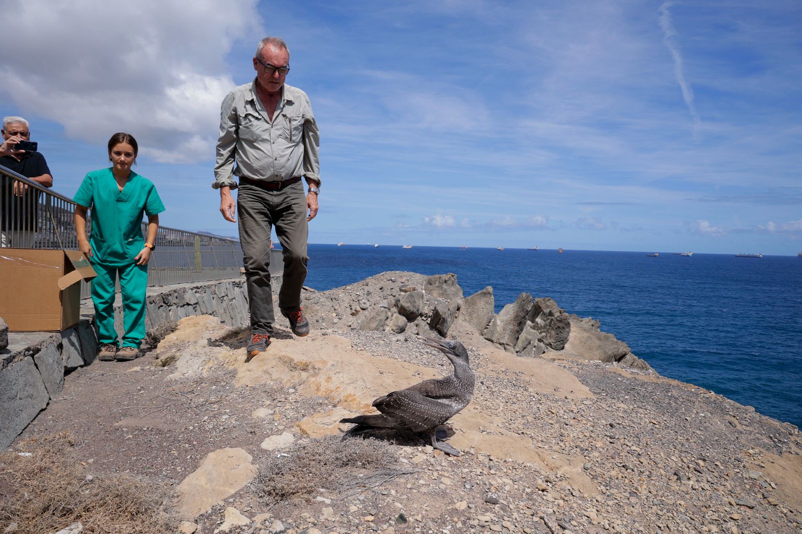 El alcatraz que resucitó a base de papillas