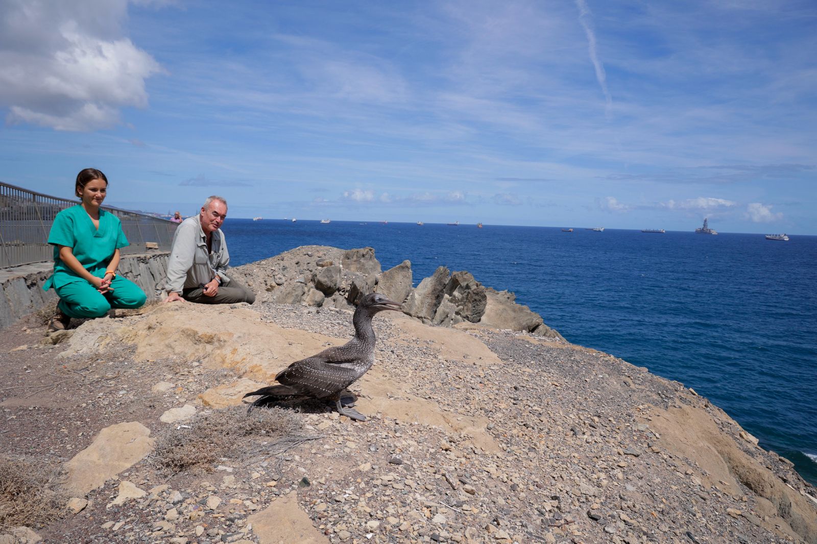 El alcatraz que resucitó a base de papillas
