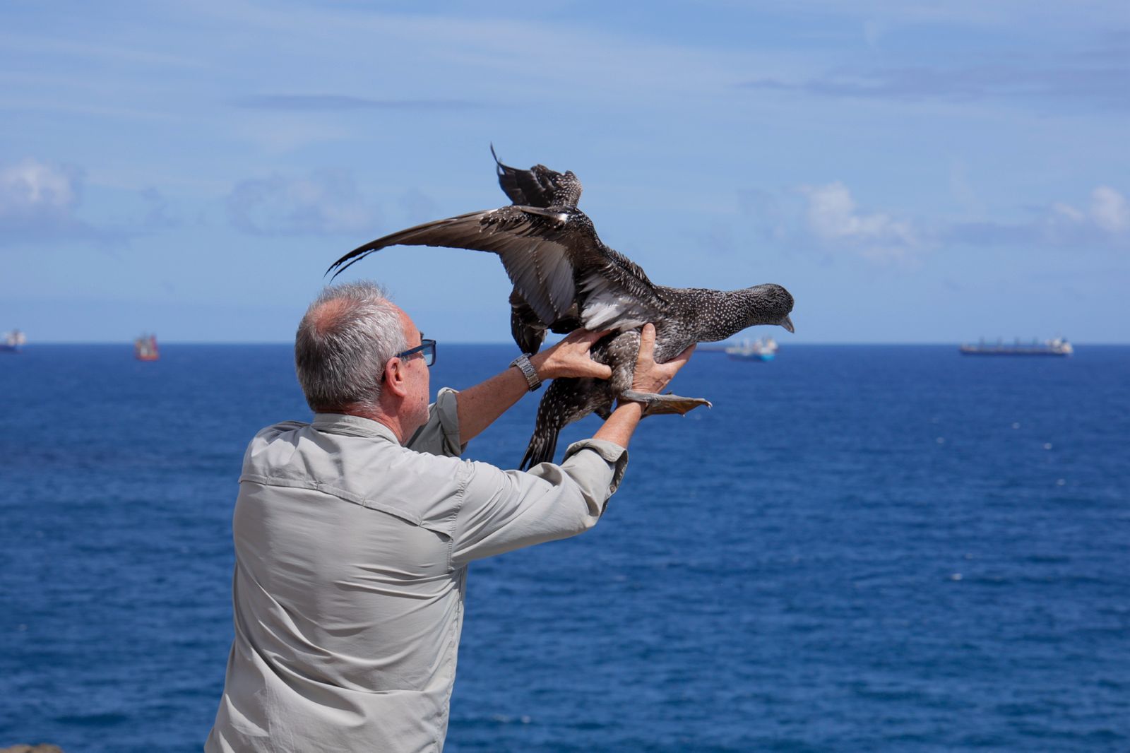 El alcatraz que resucitó a base de papillas