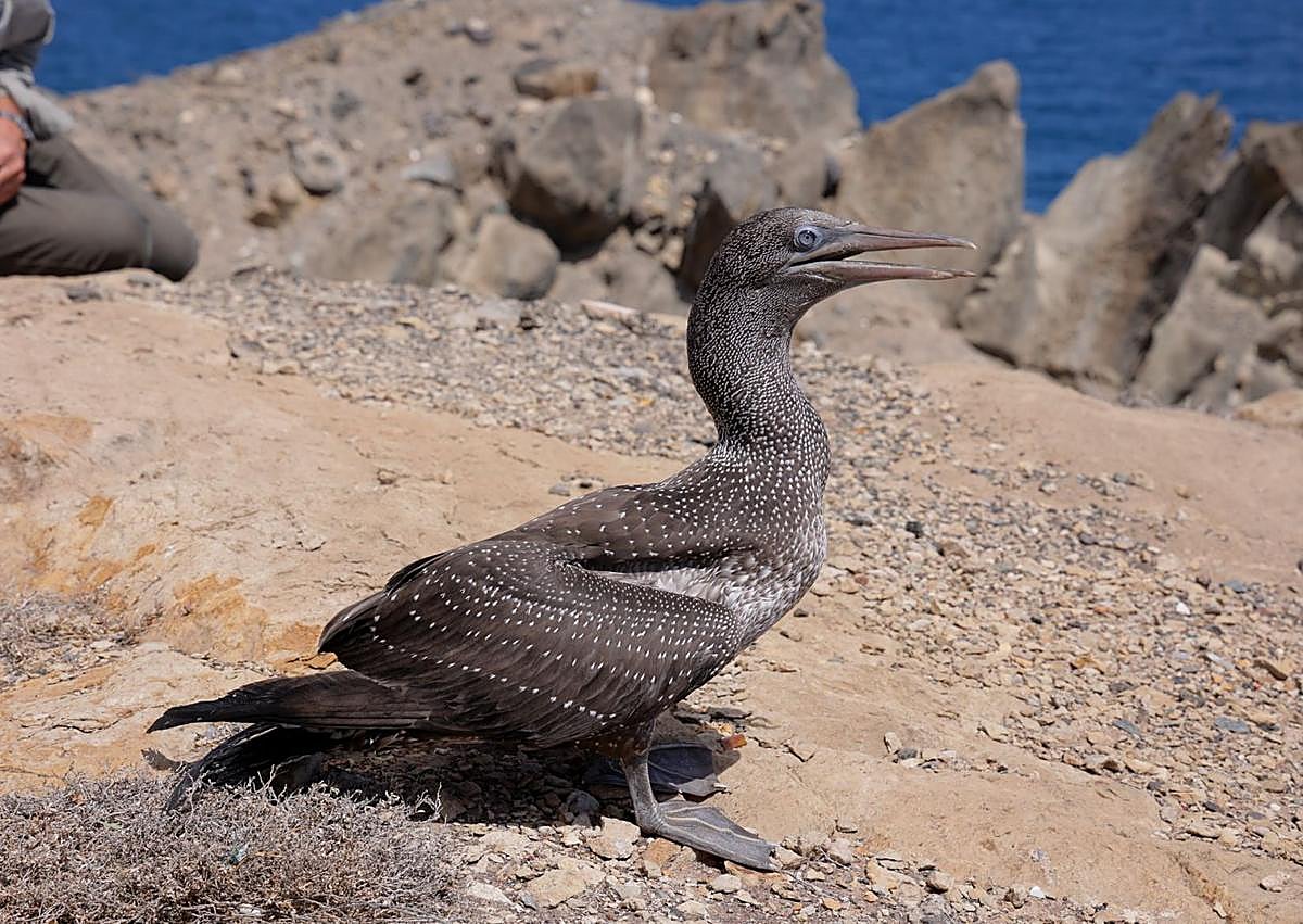 Imagen secundaria 1 - Diversos momentos de la liberación del alcatraz.