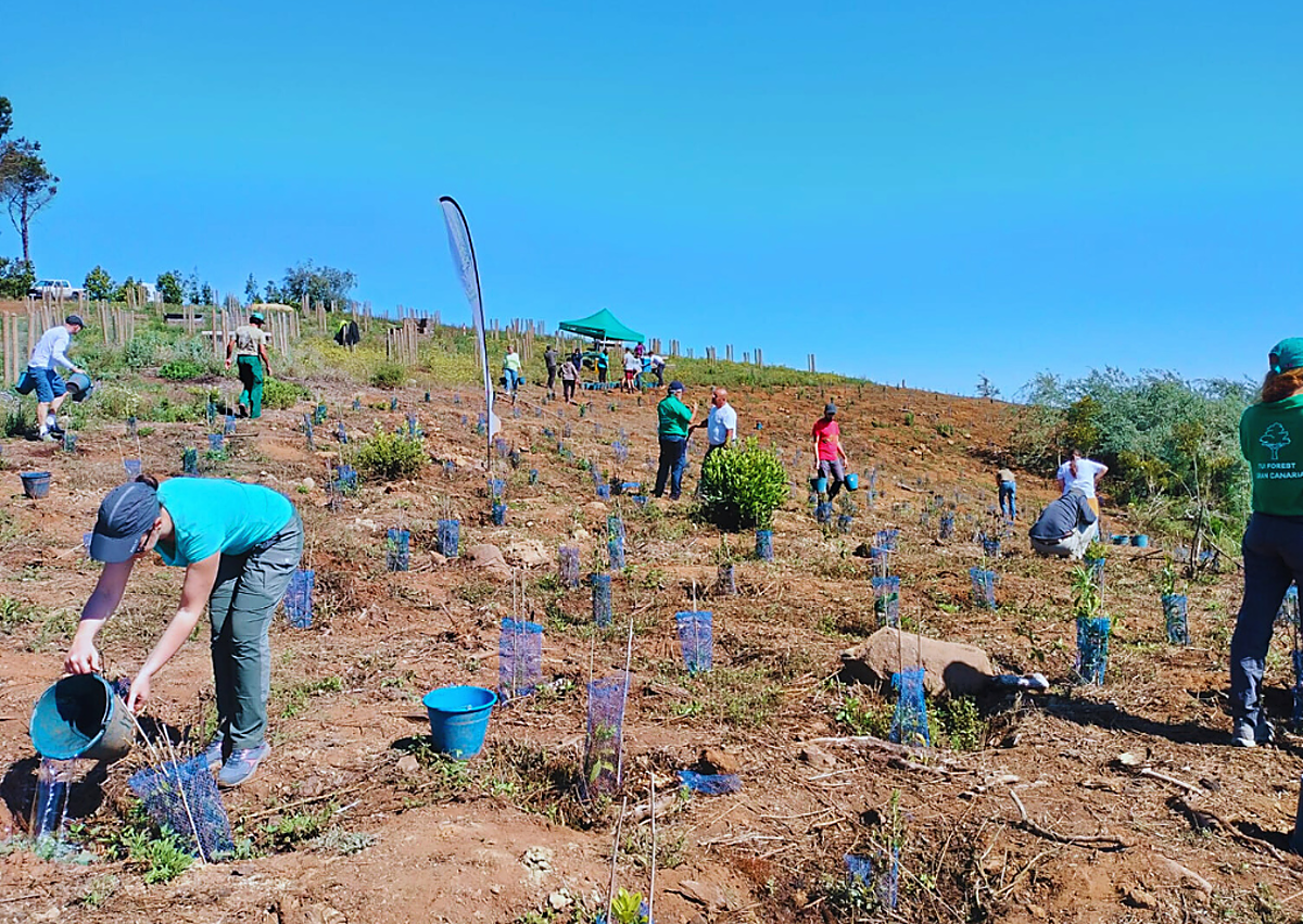Imagen secundaria 1 - Reforestación del Área Recreativa Monte Pavón.