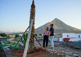 Palmera descabezada en Tindaya tras regarse con gasoil.