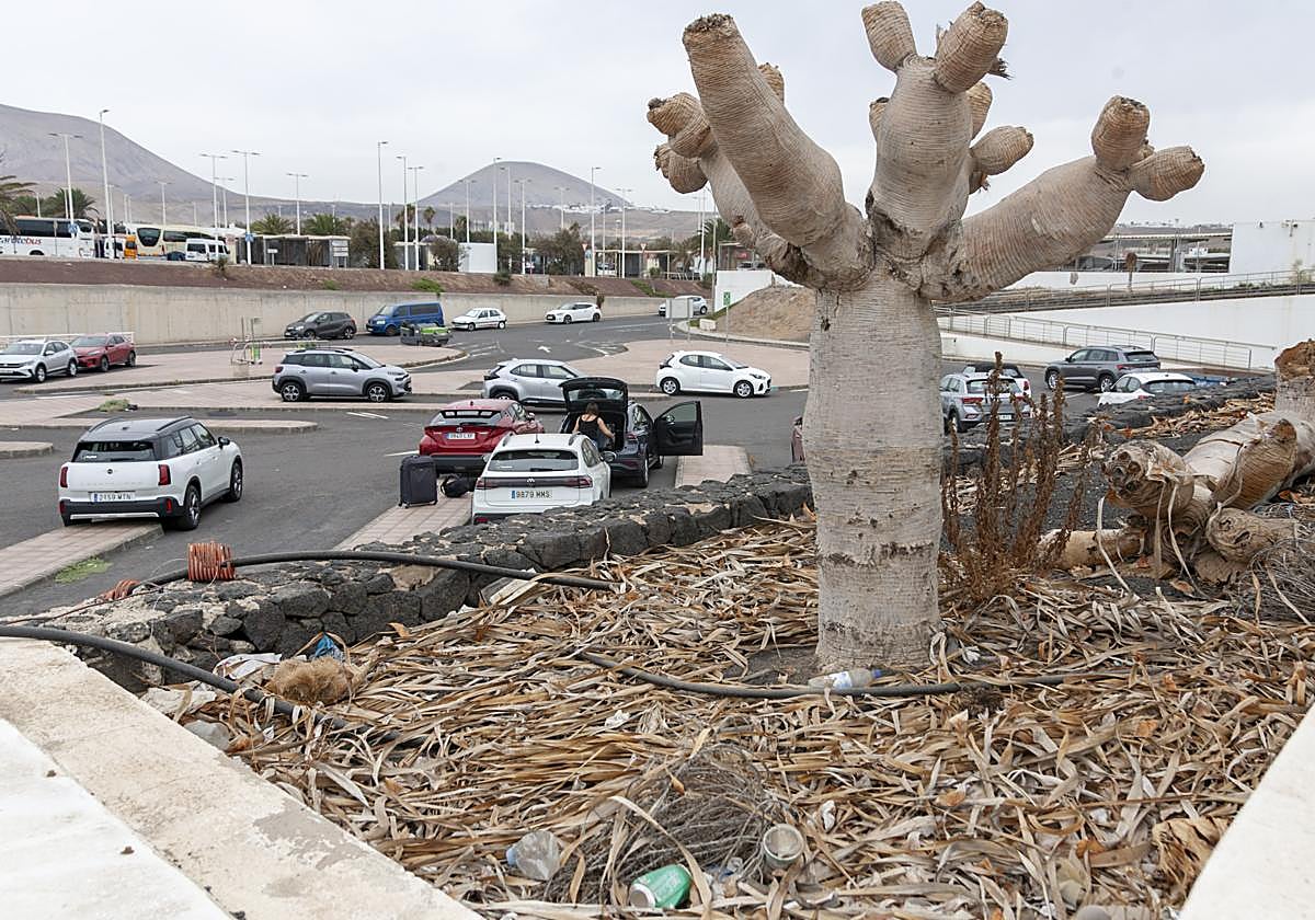 Residuos en el aeropuerto, con vegetación en mal estado.