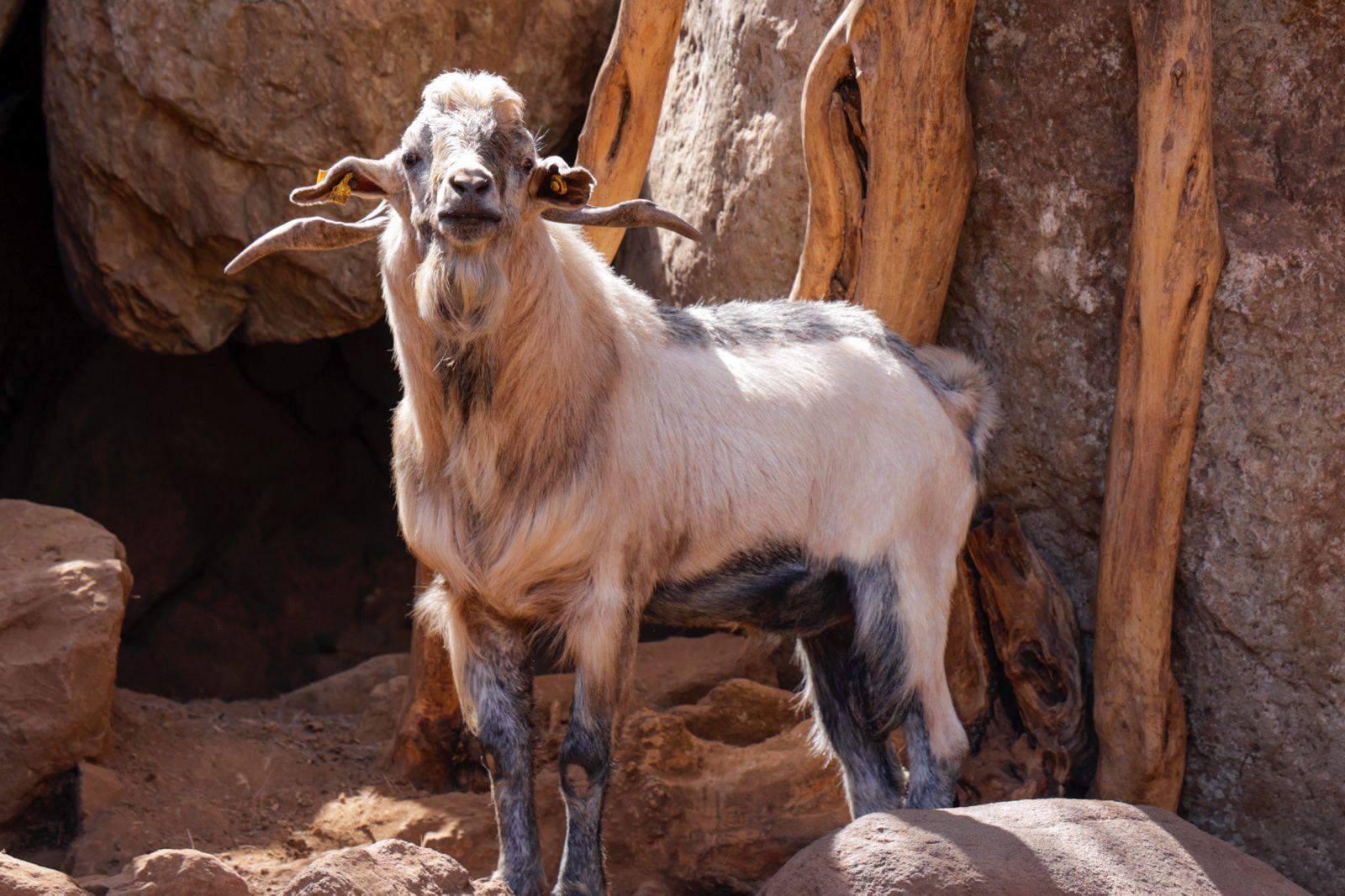 Idaira Hernández reivindica la importancia que tiene la figura de la mujer en el sector primario