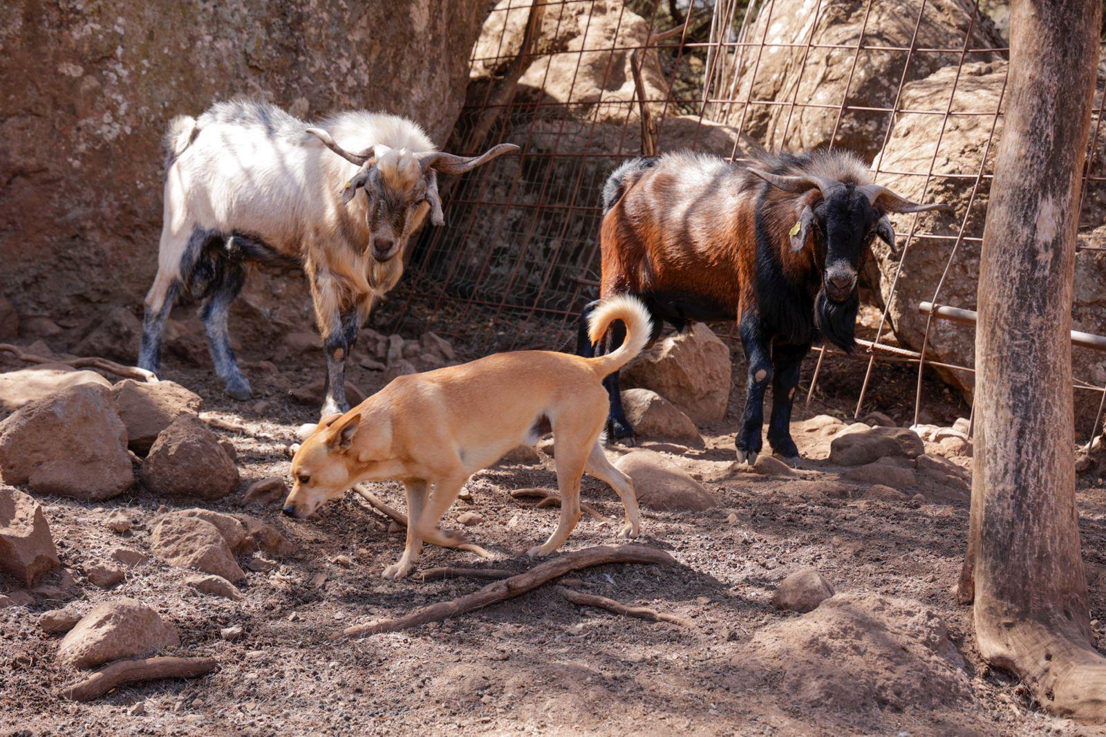 Idaira Hernández reivindica la importancia que tiene la figura de la mujer en el sector primario