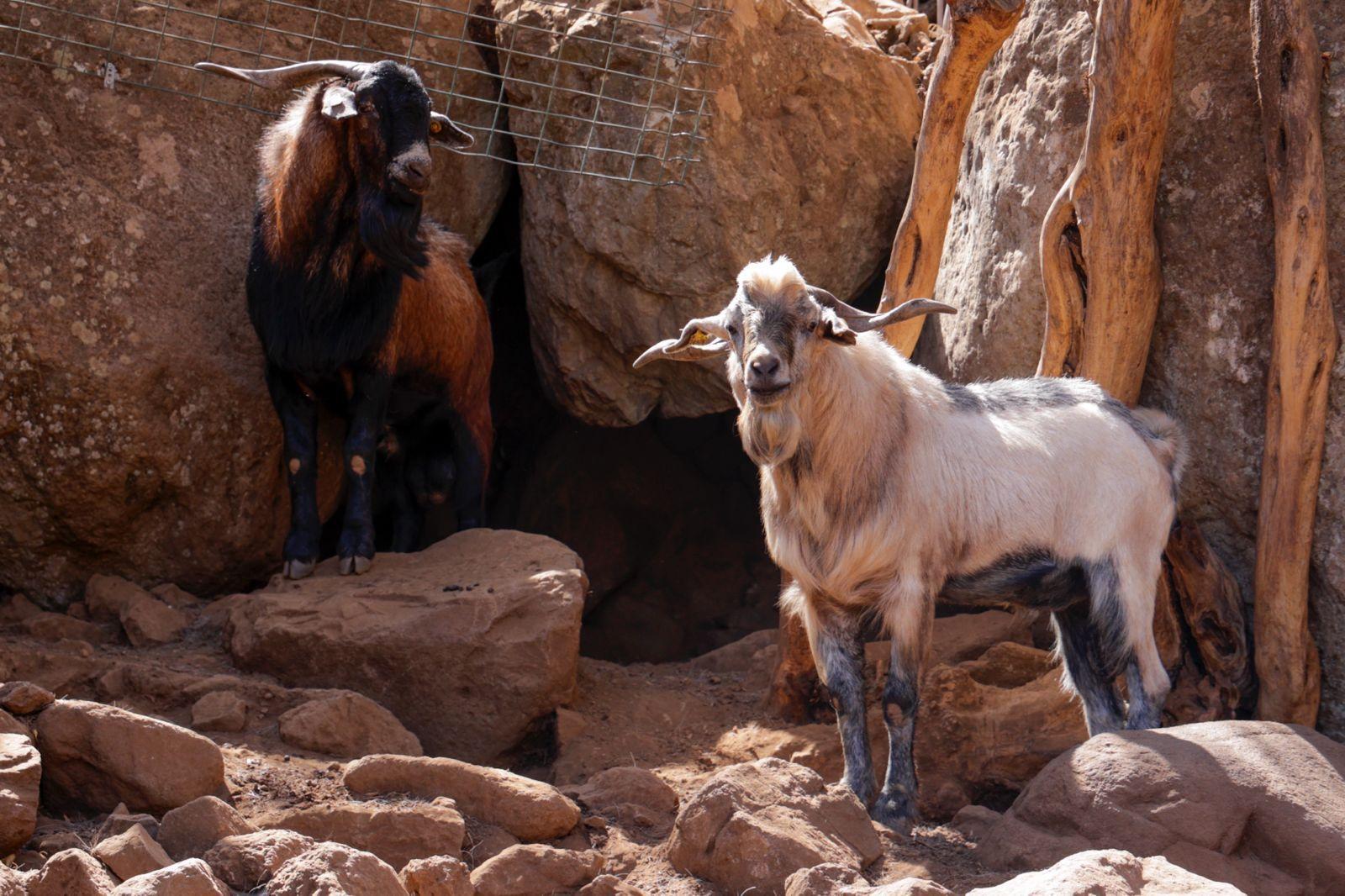 Idaira Hernández reivindica la importancia que tiene la figura de la mujer en el sector primario