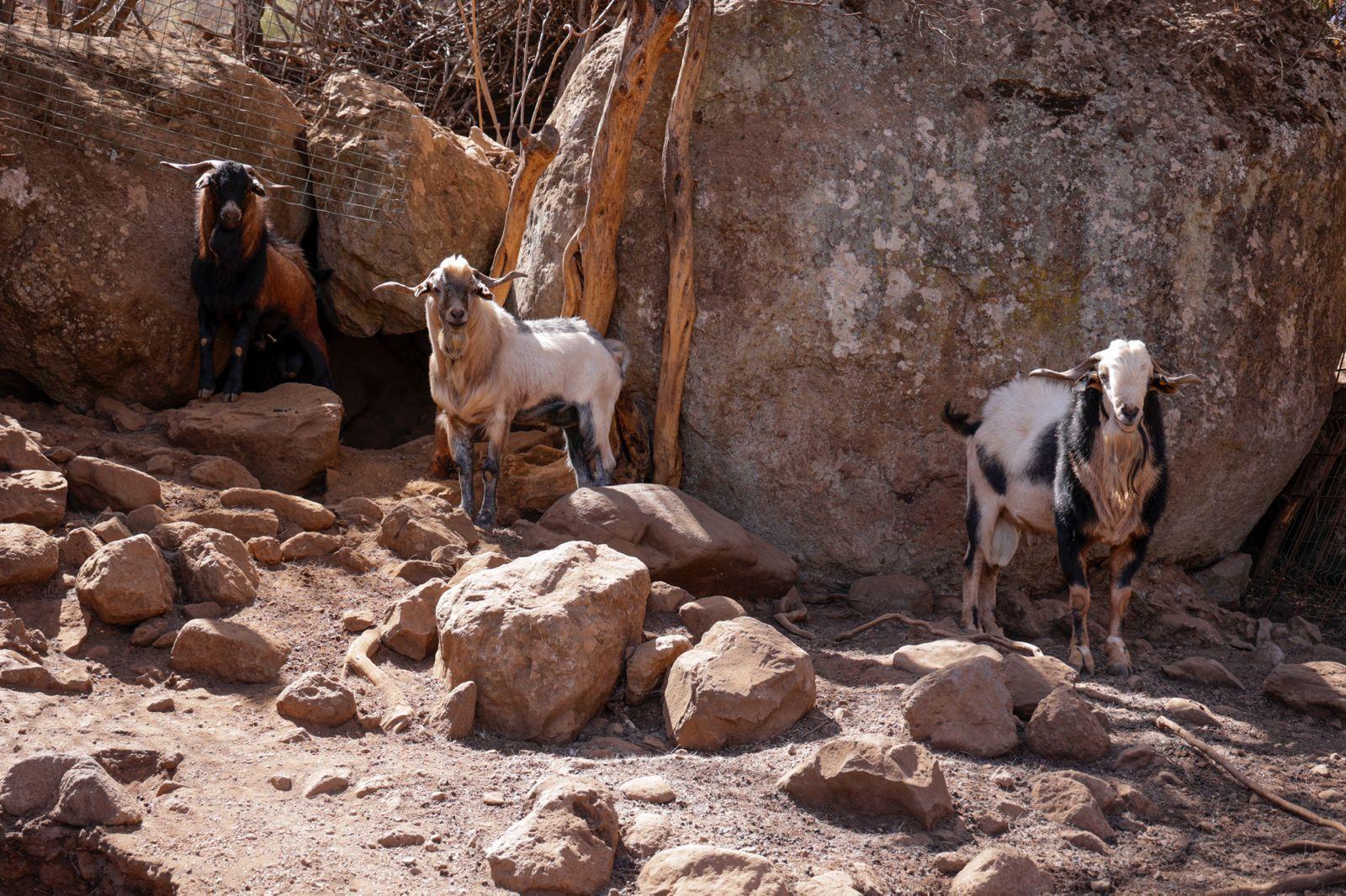 Idaira Hernández reivindica la importancia que tiene la figura de la mujer en el sector primario