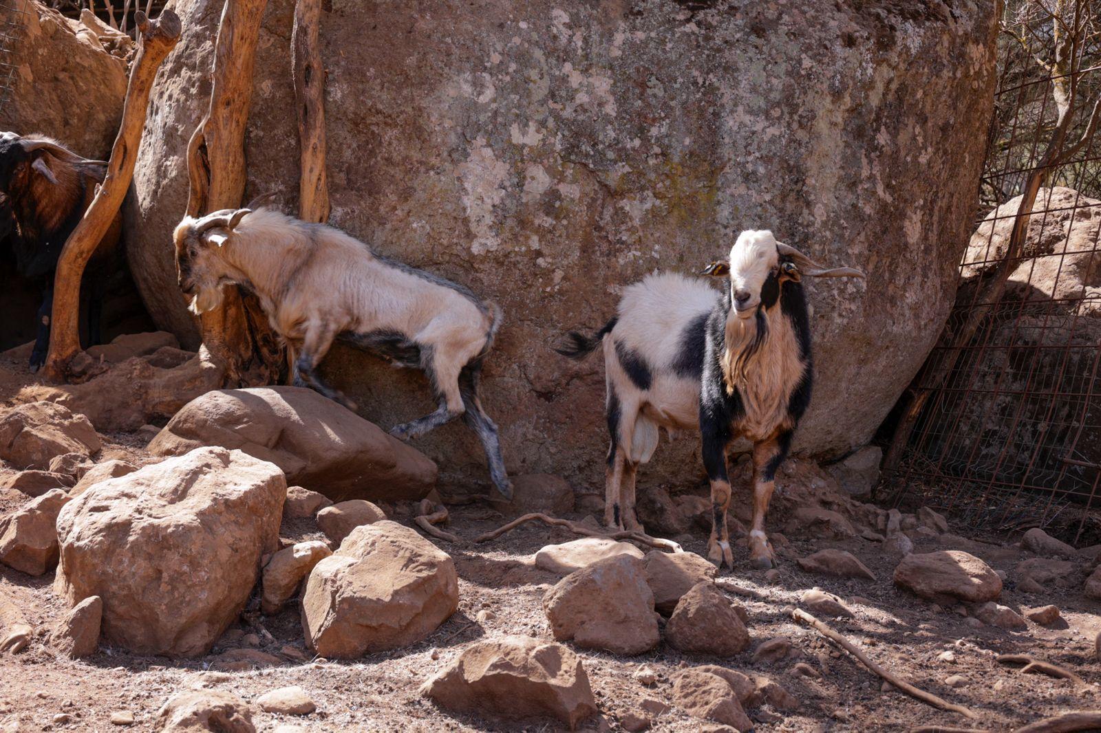Idaira Hernández reivindica la importancia que tiene la figura de la mujer en el sector primario