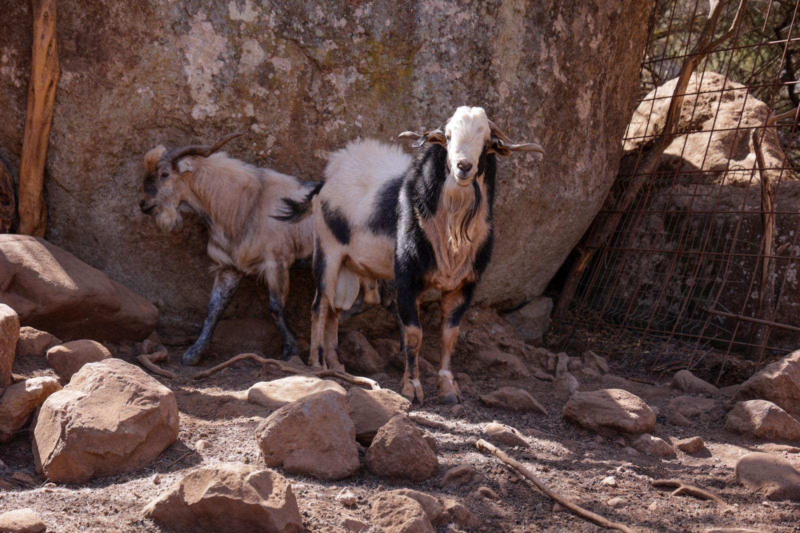 Idaira Hernández reivindica la importancia que tiene la figura de la mujer en el sector primario