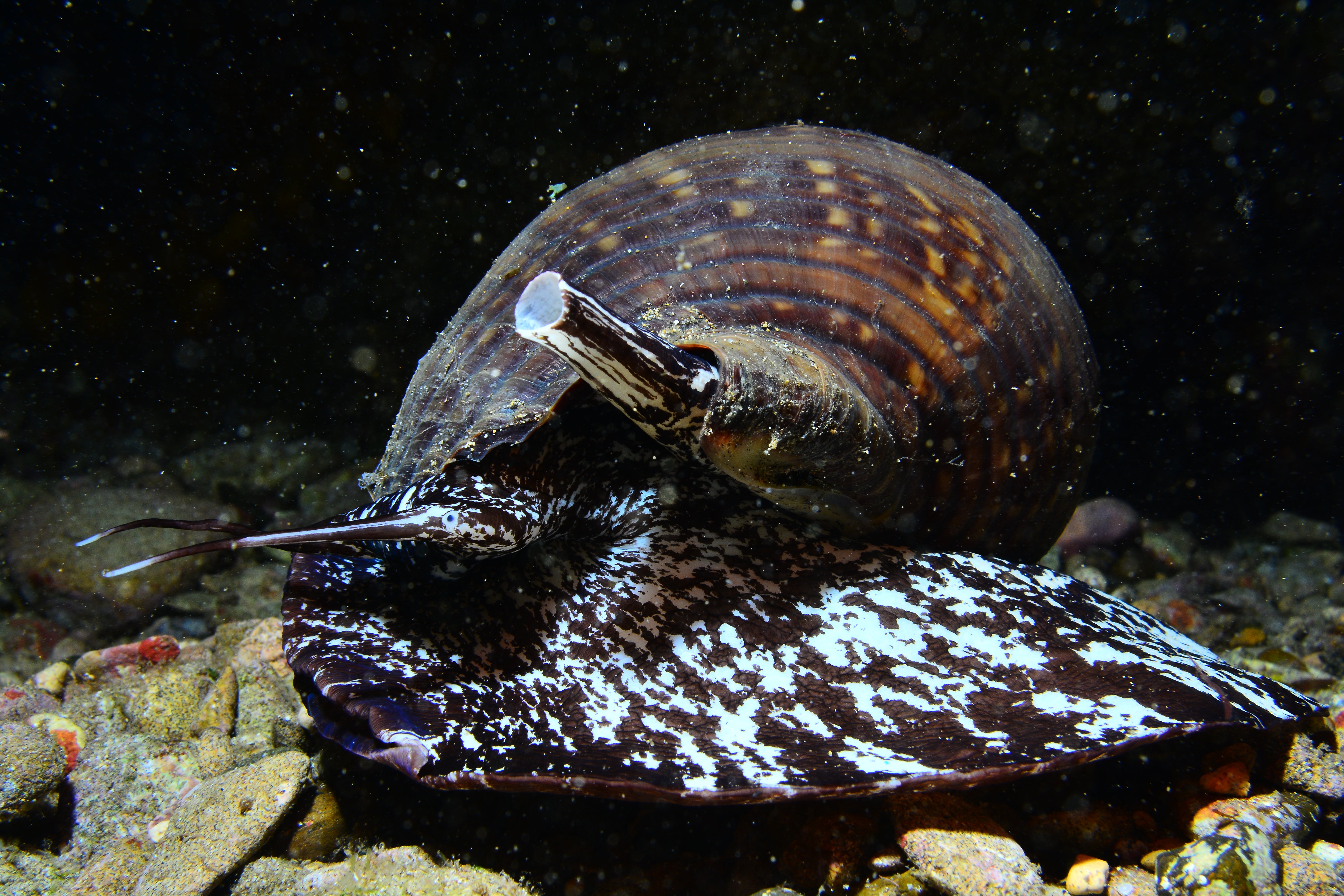 Imagen secundaria 1 - Fotosub hace de Las Canteras un acuario