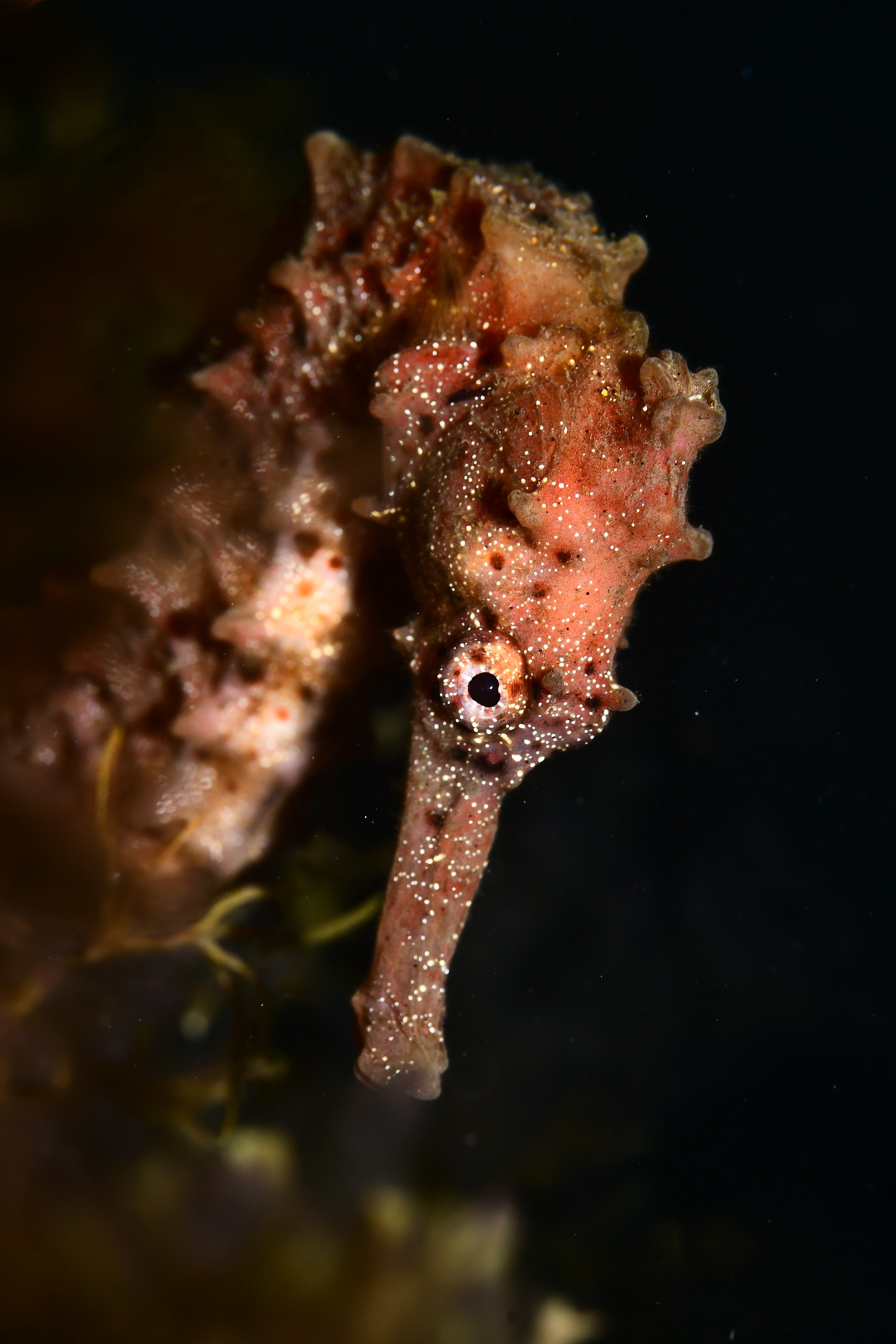 Imagen secundaria 2 - Fotosub hace de Las Canteras un acuario