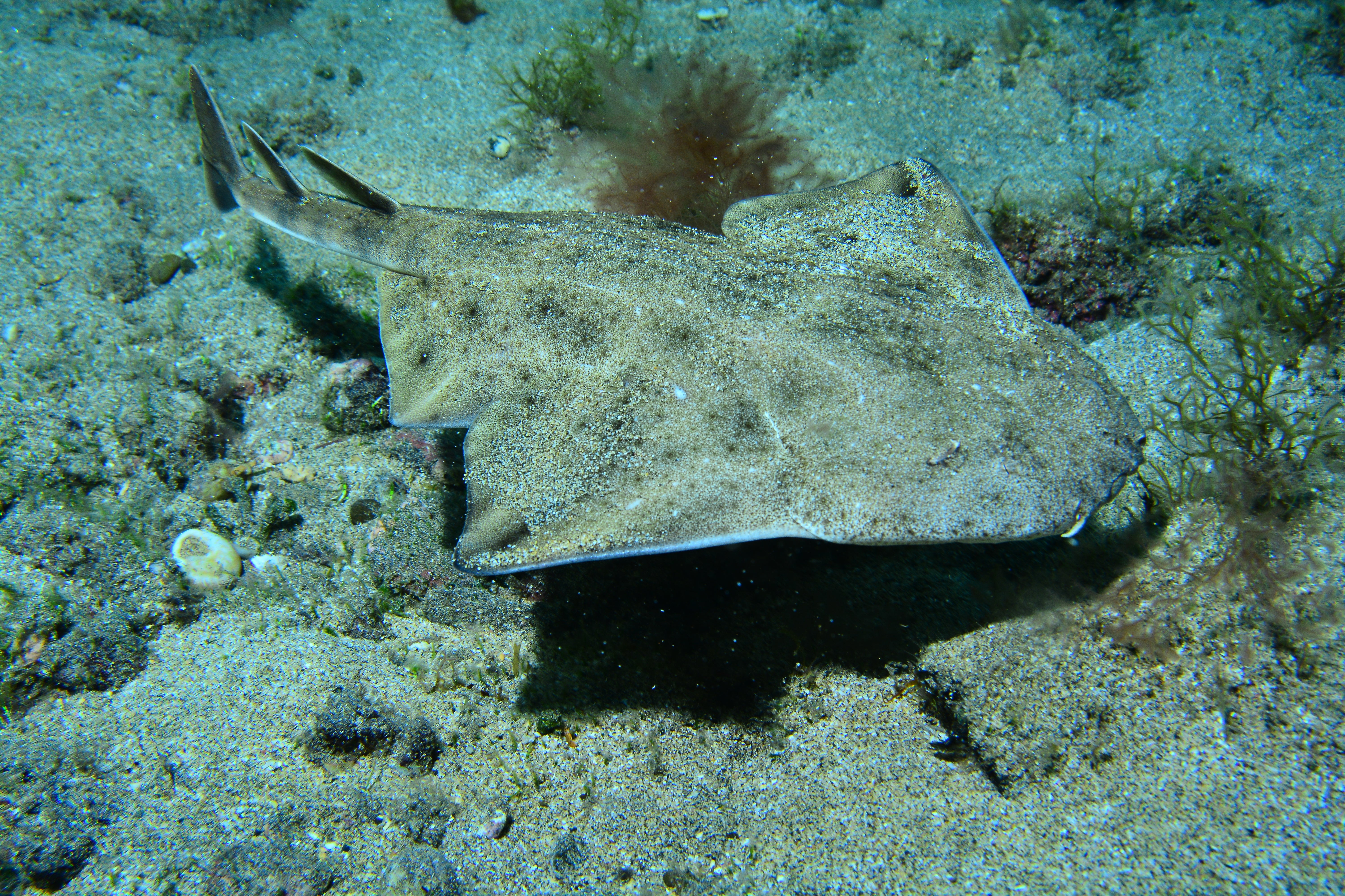 Imagen principal - Fotosub hace de Las Canteras un acuario