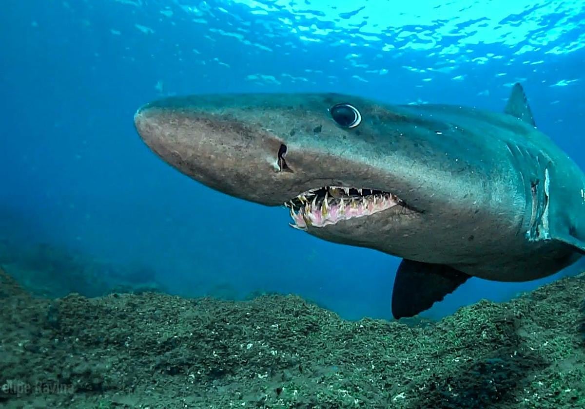 Ejemplar de tiburón solrayo en aguas canarias.
